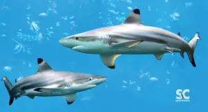 SHARK TOWEL